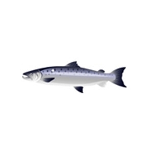 Silver Salmon